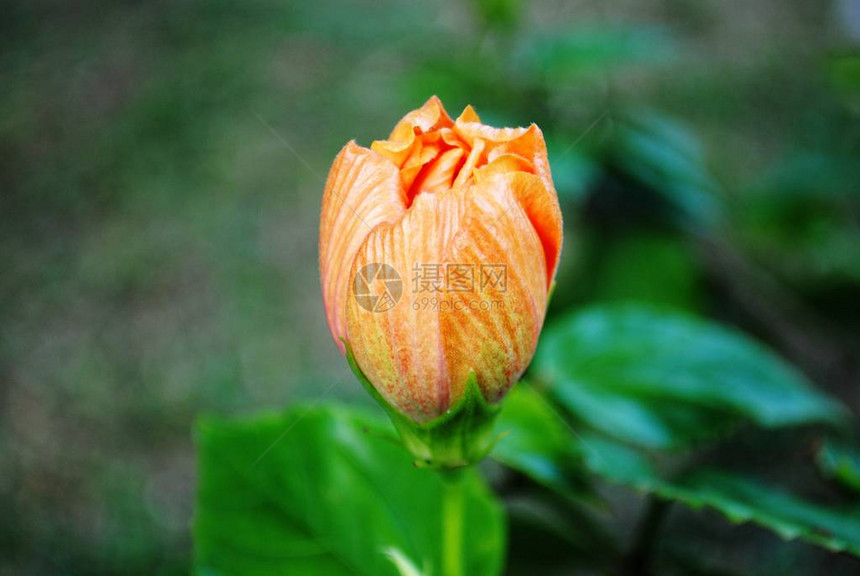 橙色的hibisucus或口香梅花未图片