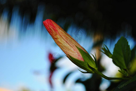 芙蓉花的未开瓣图片