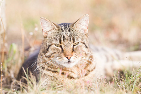 秋天花园里的虎斑猫图片