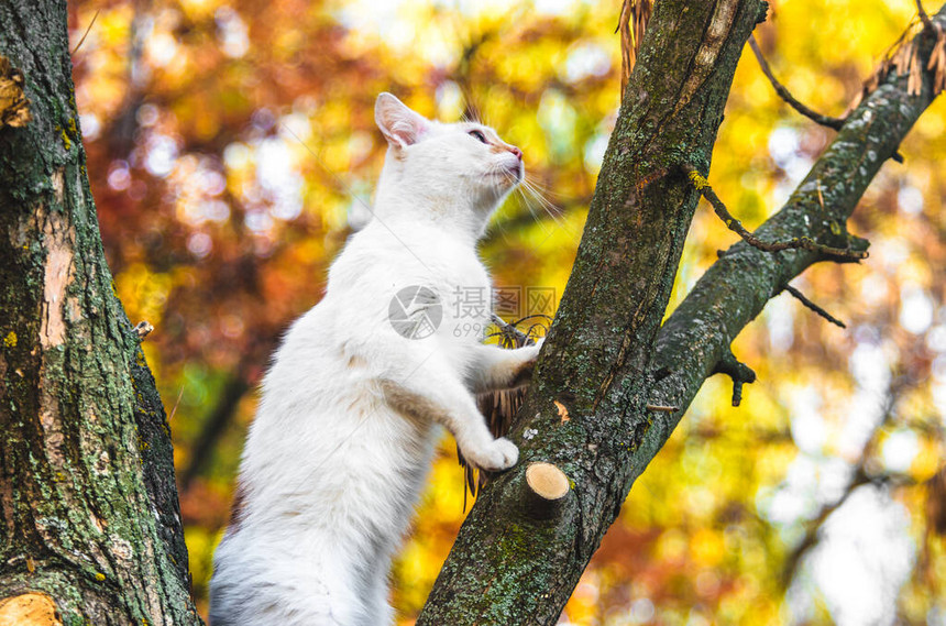橙色秋景背下树上的白猫图片