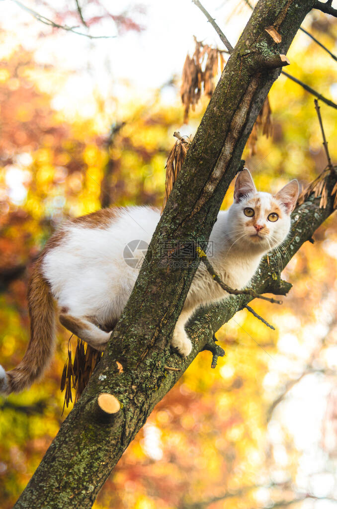 两只有色猫爬上一棵充满活力的背景树和美图片