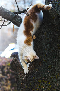 一只猫从树上爬来全身照高图片