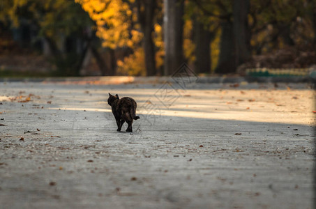 一只猫在一条空无的道路的远处跑图片