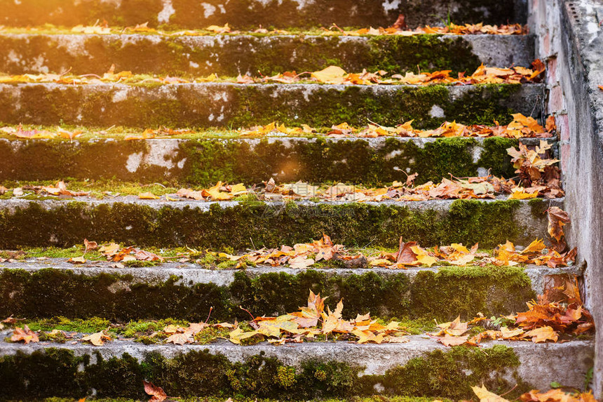 棕色干叶的秋地毯秋叶背景公园美丽的秋天季图片
