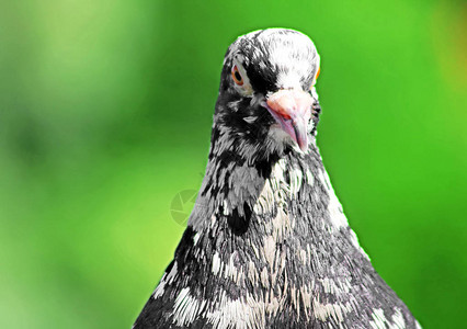 以橙色眼睛的斑点小鸽子的头部和颈部近视绿色模糊的图片