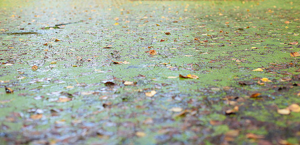 沼泽风景秋天在沼泽的森林里图片