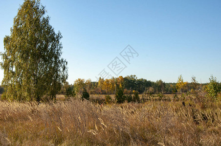 有高的黄草和地平线上的树木的村田背景图片