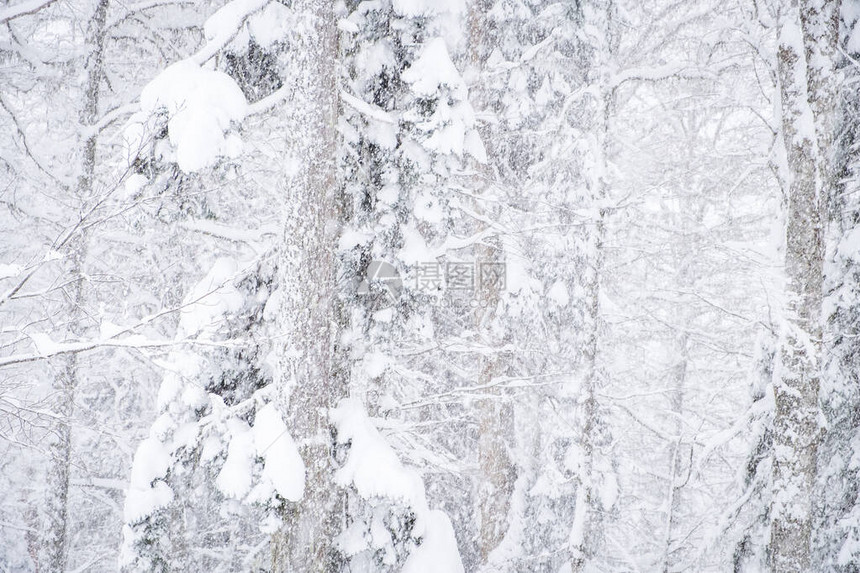 大雪过后的森林冬季景观图片