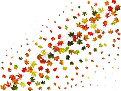 秋叶被孤立10月的秋叶背景图片