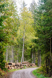 秋季森林路边的木材堆图片