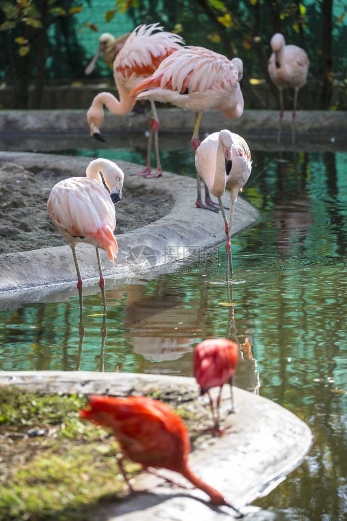 动物园里的粉红色火烈鸟图片