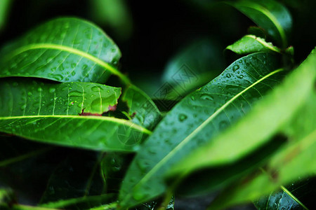 芒果树叶上的雨滴图片