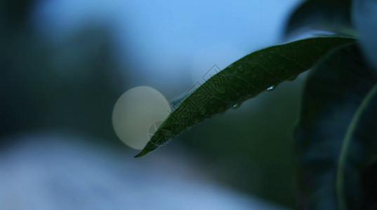 芒果绿叶与雨滴图片