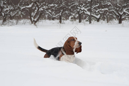 有趣的年轻小贝塞猎犬在深雪中赛跑和玩耍在冬季公图片