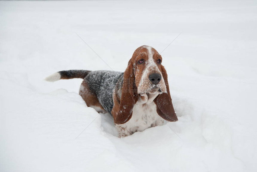有趣的年轻小贝塞猎犬在深雪中赛跑和玩耍在冬季公图片