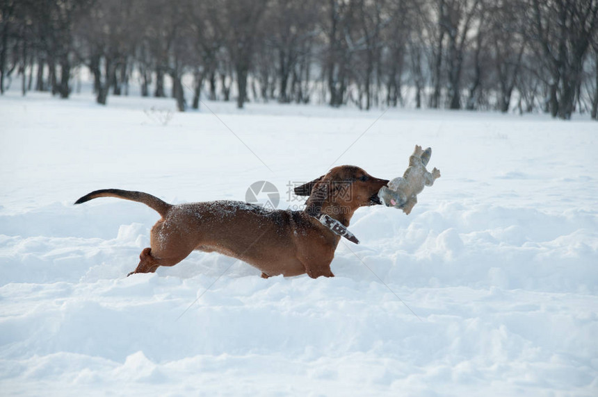 年轻的红发腊肠犬在公园的深雪中奔跑和玩具图片