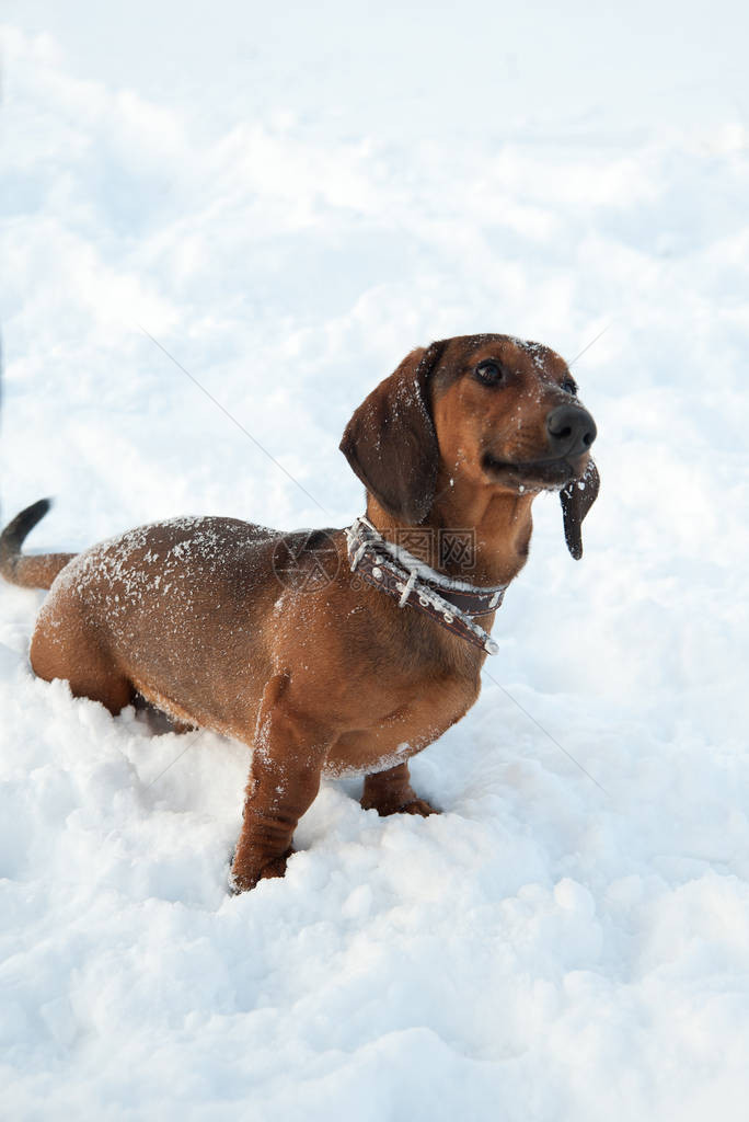 年轻的红发腊肠犬在公园的深雪中奔跑和玩具图片