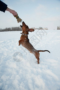 年轻的红发腊肠犬在公园的深雪中奔跑和玩具背景图片