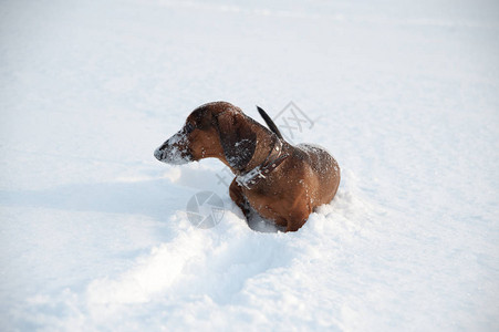 年轻的红发腊肠犬在公园的深雪中奔跑和玩具背景图片