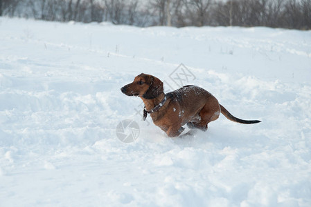 年轻的红发腊肠犬在公园的深雪中奔跑和玩具背景图片