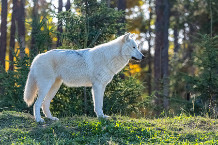 北极野狼白狼站在加拿大森林背景图片