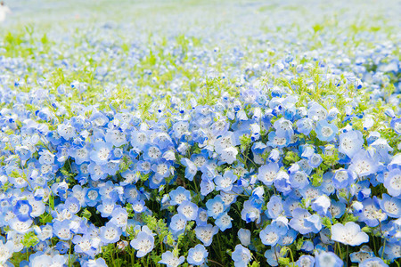 网虫Menziesii蓝眼小花背景