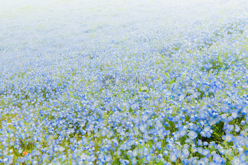 Menziesii蓝眼小花图片