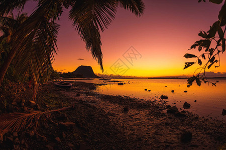 椰子棕榈和日落时低潮洋图片
