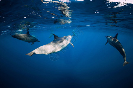 旋转海豚在海洋水下游泳海豚家族图片