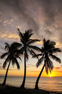 葡萄膜天空棕榈高清图片