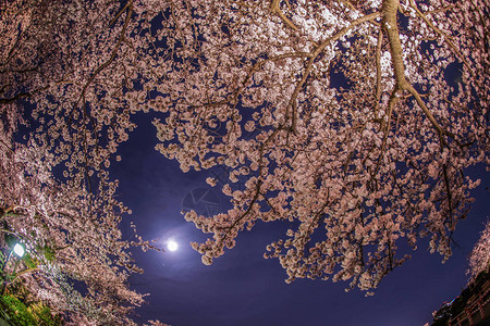 一个晚上去看樱花和看月亮图片