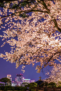 樱花与港未来街景图片