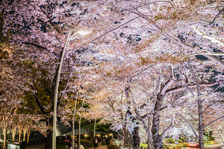 东京中城的樱花图片