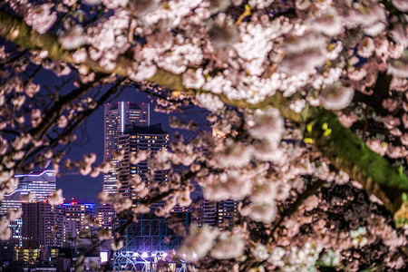 樱花和地标塔图片