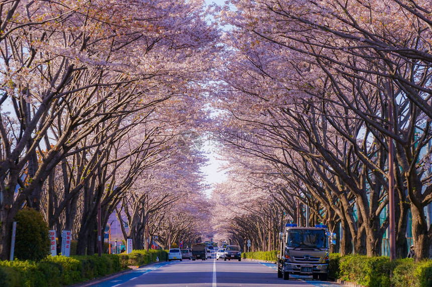 调布机场樱花林立图片