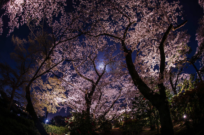 一个晚上去看樱花和看月亮图片