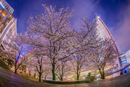 樱花盛开和夜景的港未来图片