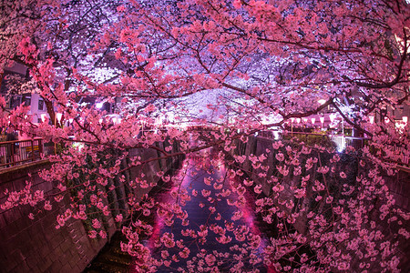 目黑川的樱花图片