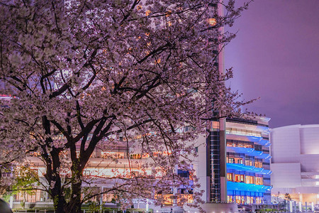 樱花盛开和夜景的港未来图片