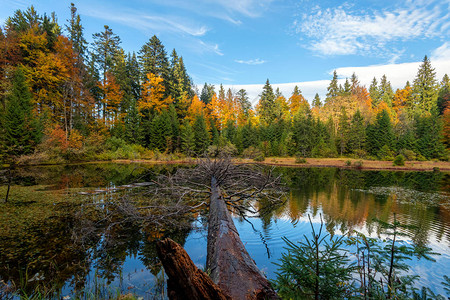 秋天的森林湖叶树上掉落的老树秋季图片
