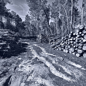 葡萄牙森林记录Retro图图片
