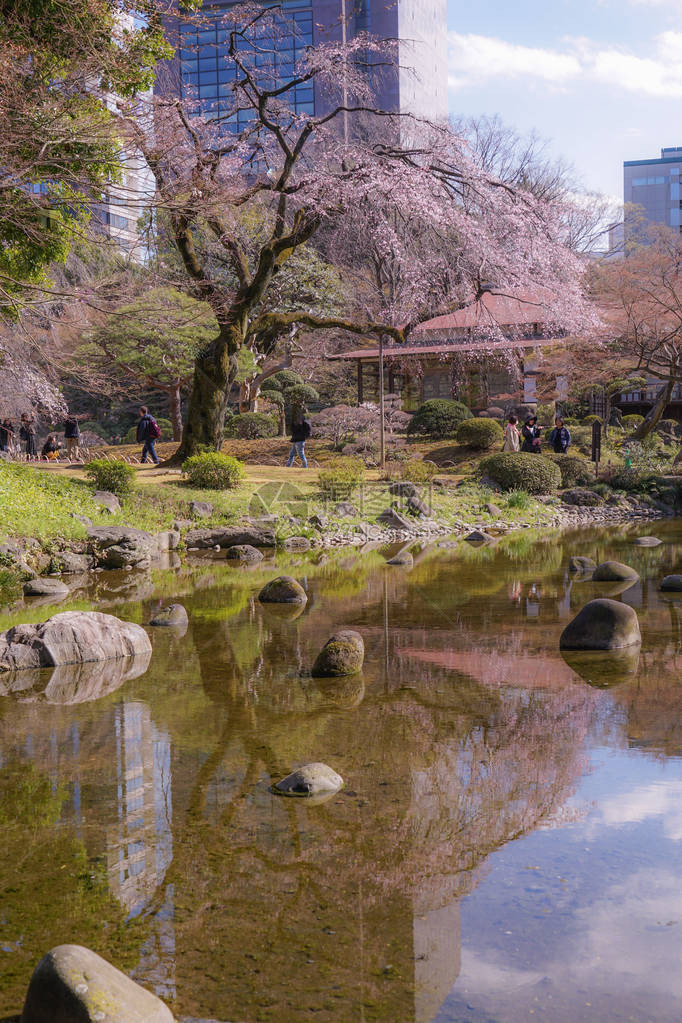 小石川后乐园垂枝樱花的图片