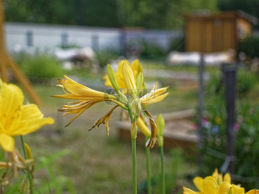 夏天花园里的黄色花菜俄罗斯图片