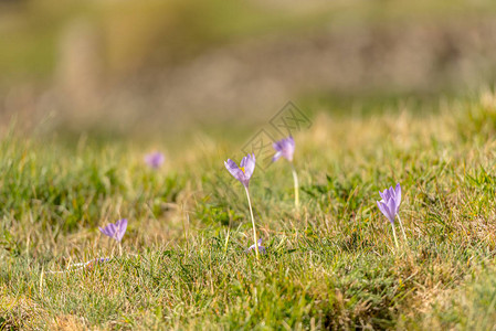 在高山上开花的野生紫色crocusCrocusnudi图片
