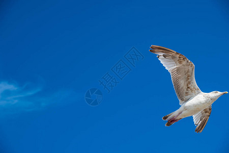 一只海鸥在阳光明媚的一天图片
