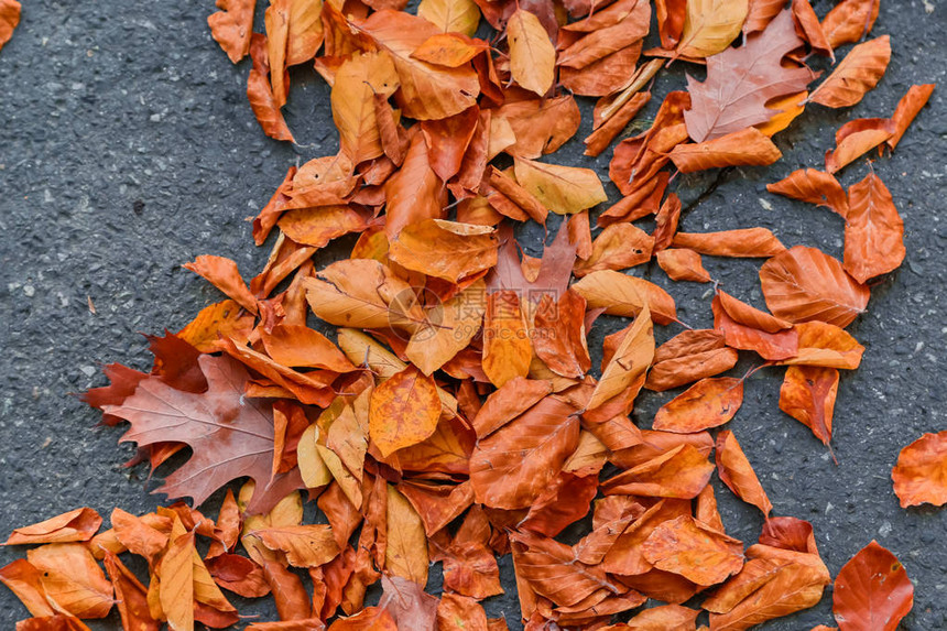 秋天自然秋天公园地上的彩色落图片