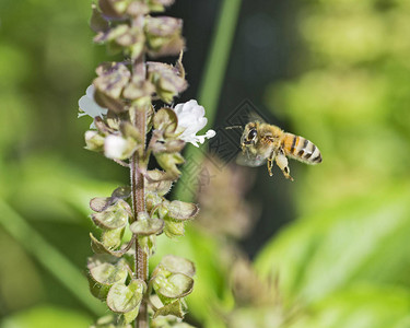 春养肝在中途飞行的蜜蜂养靠近春背景