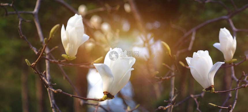 白玉兰花在清晨的光亮下开花美图片