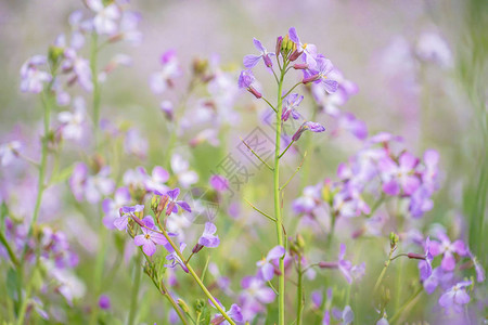 春天的花园形象图片