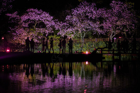 晚上去见樱花和桑凯园的居民在图片